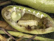 Каллимах_гусеница